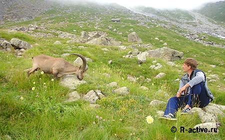 Альпинисты не боятся горных баранов и подходят к ним очень близко.